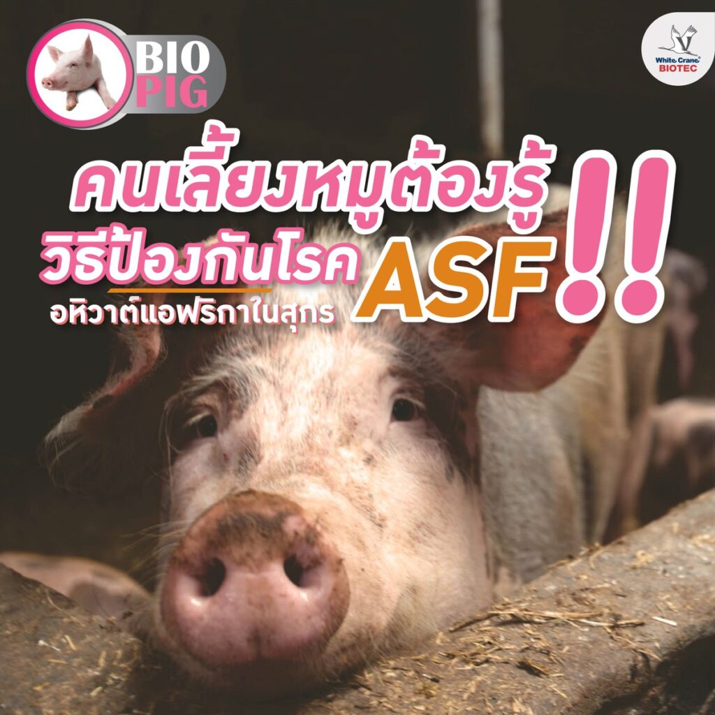 วิธีป้องกันโรค ASF อหิวาต์แอฟริกาในสุกร