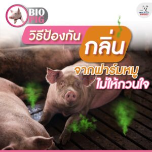 วิธีลดกลิ่นจากฟาร์มหมู