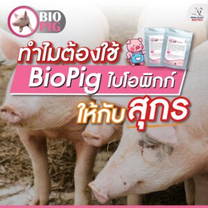 ทำไมต้องใช้ไบโอพิกก์ให้กับสุกร?