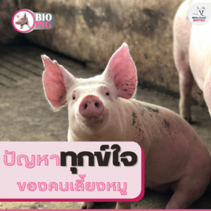 ปัญหาทุกข์ใจของคนเลี้ยงหมู (ไฟล์ใหญ่)