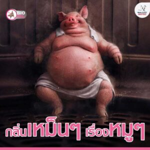 กลิ่นเหม็นๆ เรื่องหมูๆ