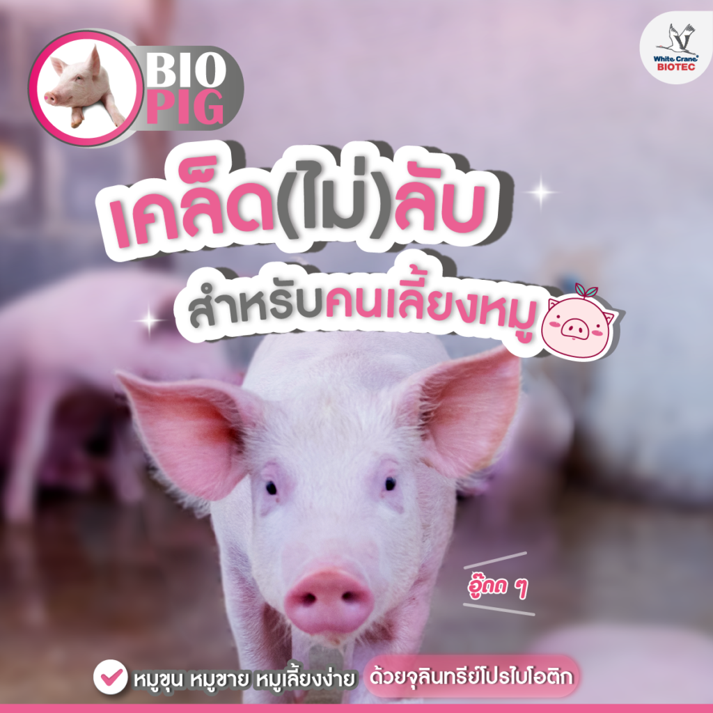 เคล็ด(ไม่)ลับสำหรับคนเลี้ยงหมู