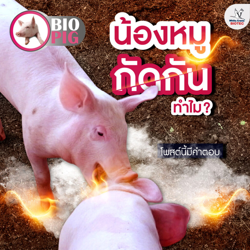 น้องหมูกัดกันทำไม