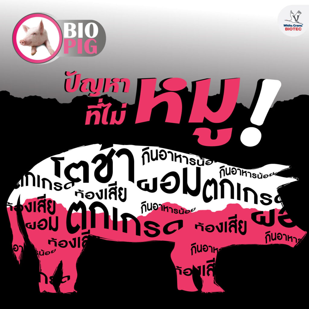 ปัญหาหมู ที่ไม่หมู