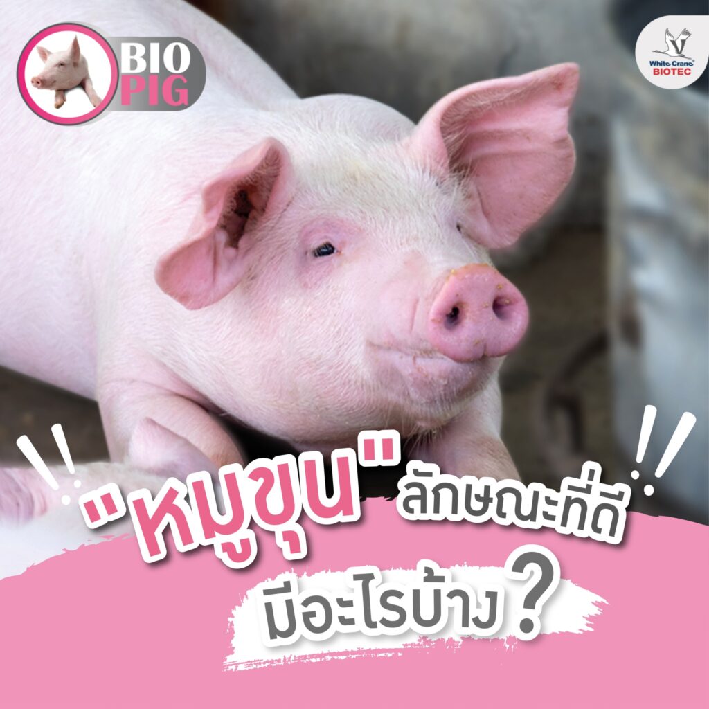 ลักษณะที่ดีของหมูขุน