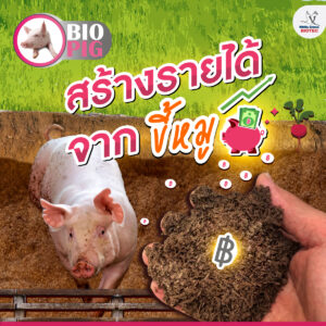 สร้างรายได้จากขี้หมู