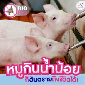 หมูกินน้ำน้อย อันตรายถึงชีวิต