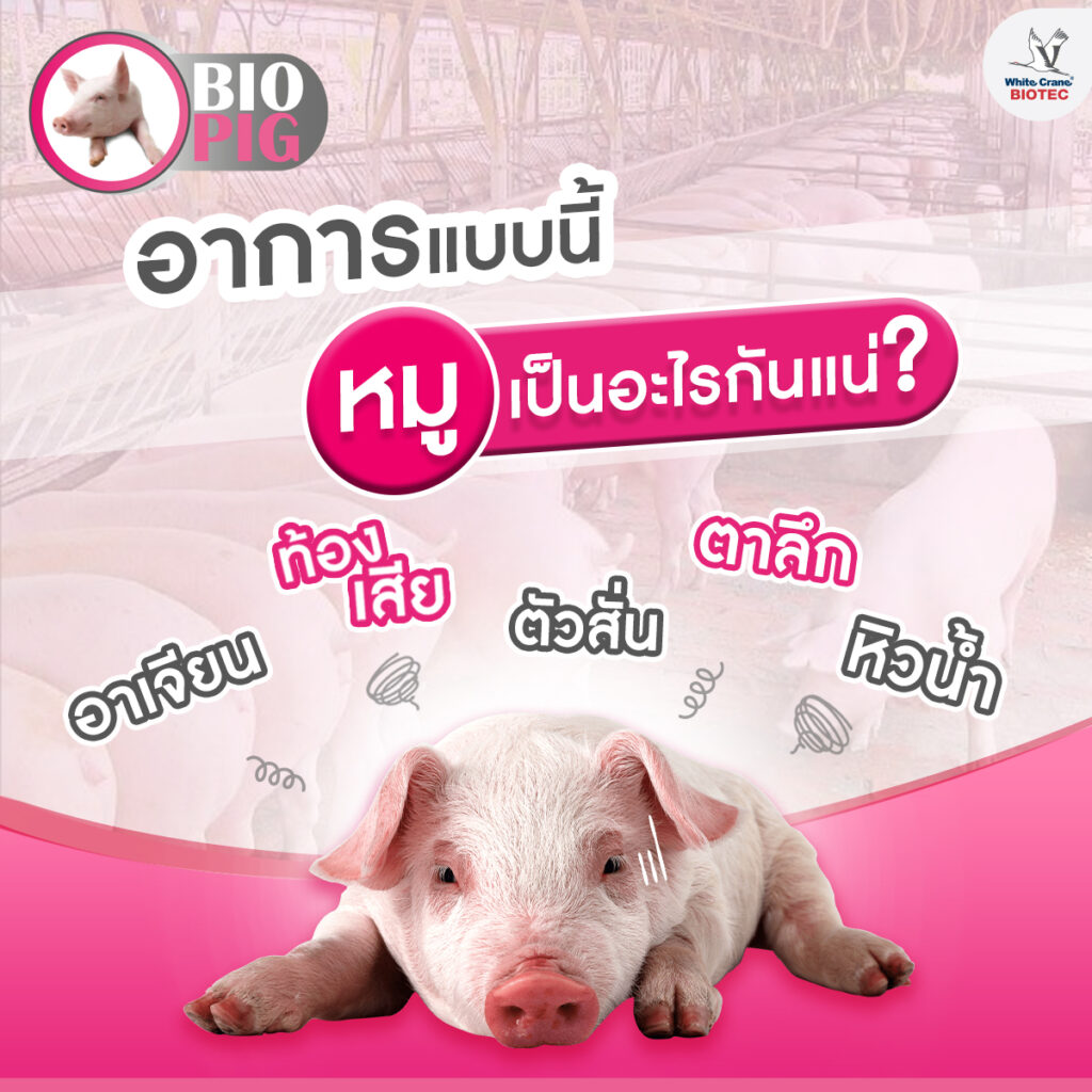 อาการโรคกระเพาะอาหารและลำไส้ของหมู