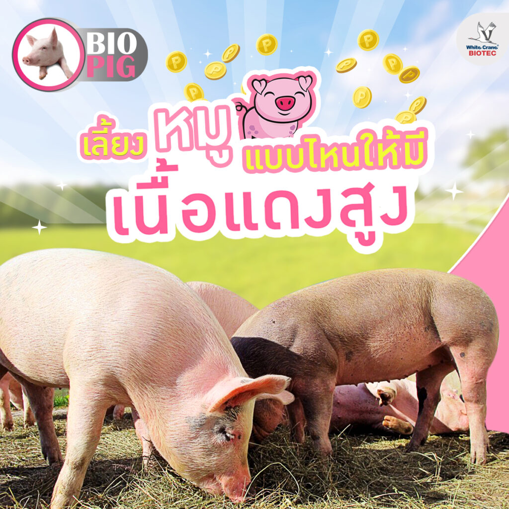 ​เลี้ยงหมูแบบไหนให้มีเนื้อแดงสูง ราคาดี